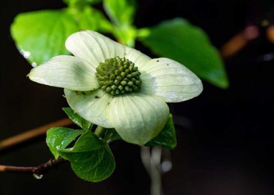 DogwoodRckprtStPrk042520_4.jpg