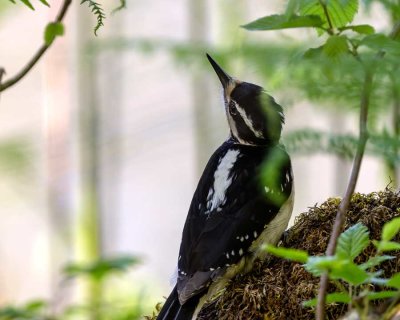 DownyWoodpecker050720.jpg