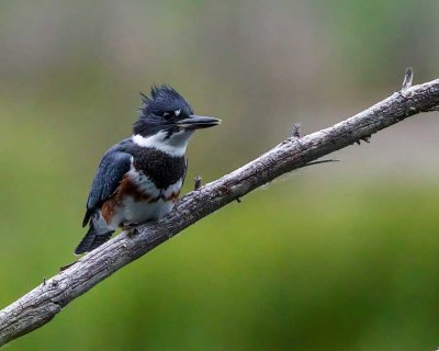 BeltedKingfisher061920.jpg