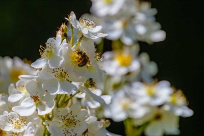 WildRoseBee062120.jpg
