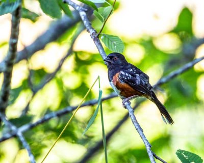 SpottedTowhee071520.jpg