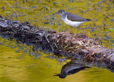 SpottedSandpiper082520.jpg