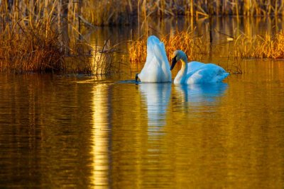 TrumpeterSwanBarnabySlough110620_9.jpg