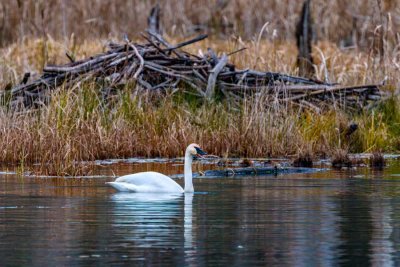 TrumpeterSwanBarnabySlough112220_2.jpg