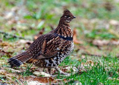 RuffedGrouse112720.jpg