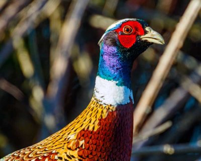 Ring-neckedPheasentFirIs120120.jpg