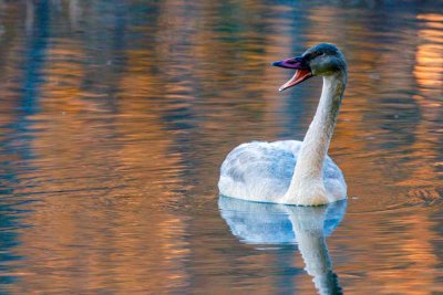 ImmatureTrumpeterSwan120520.jpg