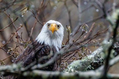 BaldEagleRockport122120_2.jpg