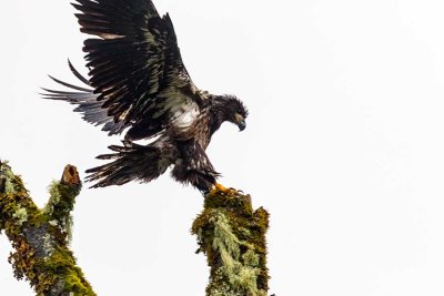 JuvenileBaldEagleMp101_123120_2.jpg