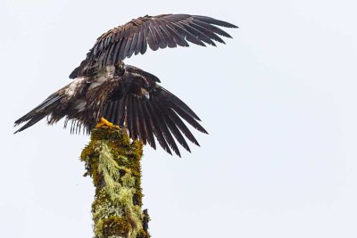 JuvenileBaldEagleMp101_123120_3.jpg