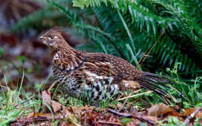 RuffedGrouse010321_3.jpg