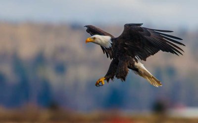 BaldEagle1ClawSamishFlats012821_2B.jpg