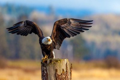 BaldEagle1ClawSamishFlats012821_3.jpg