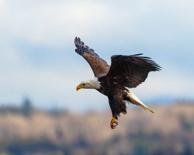BaldEagle1ClawSamishFlats012821_5.jpg