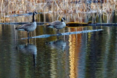 CanadaGeeseBarnabySlough022321.jpg