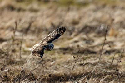 ShortEaredOwlEdison031121.jpg