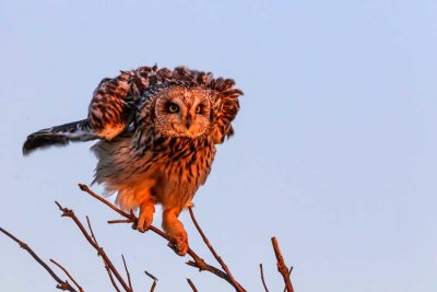 ShortEaredOwlSanJuanIs041421.jpg