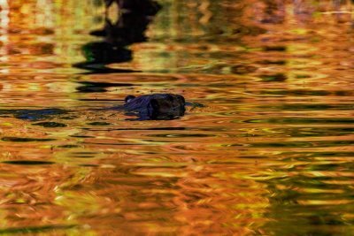 BeaverBarnabySlough041821_2.jpg