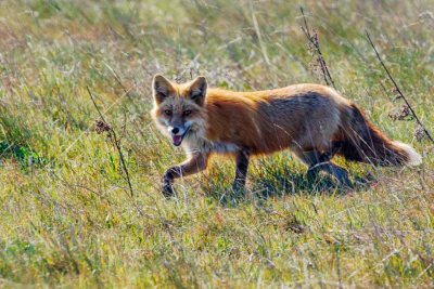 RedFoxSanJuanIs041521.jpg
