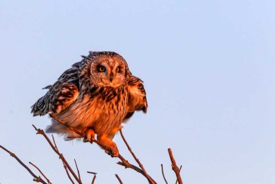 ShortEaredOwlSanJuanIs041421_2.jpg