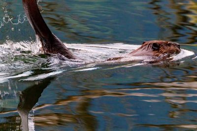 BeaverSlapBarnabySlough050821.jpg