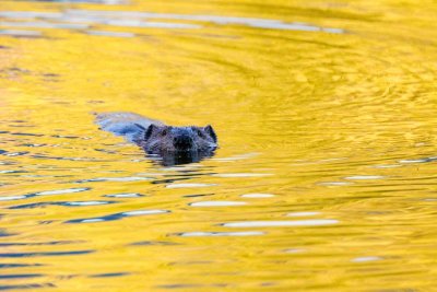 BeaverBarnabySlough051321.jpg