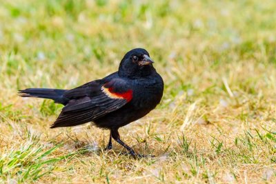 RedwingedBlackBirdBrinnon052821.jpg