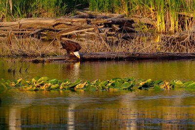 EagleDrinkingBarnabySlough062421.jpg