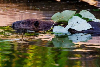 BeaverBarnabySlough072021_2.jpg
