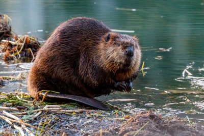BeaverBarnabySlough081021.jpg