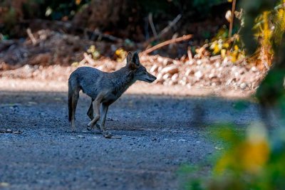 CoyoteBarnabySlough081021.jpg