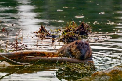 BeaverBarnabySlough082721_2.jpg