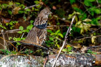 RuffedGrouse101621.jpg