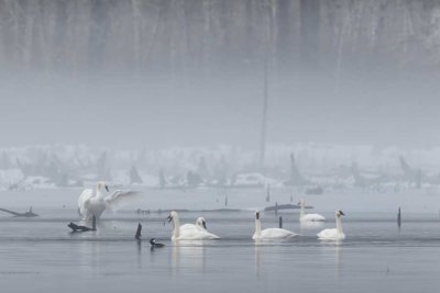 SwanBarnabySlough011322_2.jpg