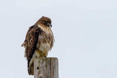 RedTailSamoshFlats021622.jpg