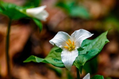 TrilliumRockport032522_2.jpg
