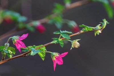 SalmonberryFlower032922.jpg