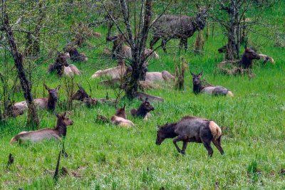 SpringElk040922.jpg