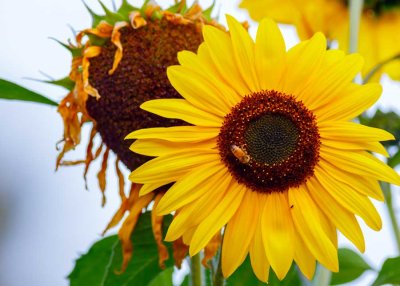 Sunflowers_2.jpg