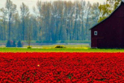Tulips041422_2.jpg