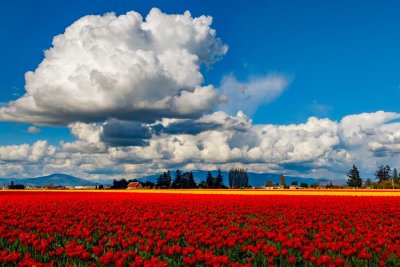 Tulips0419222.jpg