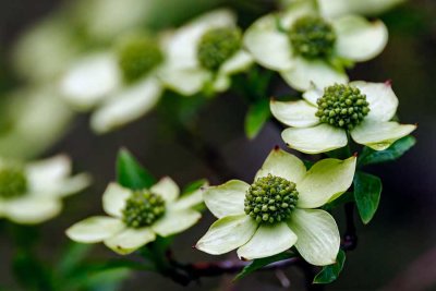 Dogwood042722_2.jpg