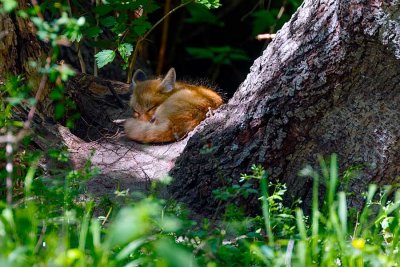 FoxKitSanJuanIs051021.jpg
