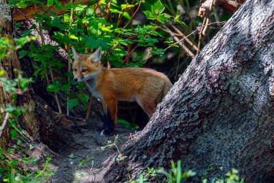 FoxKitSanJuanIs051021_6.jpg