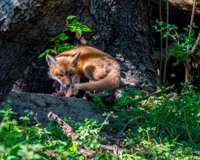 FoxKitSanJuanIs051021_8.jpg
