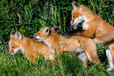 FoxKitSanJuanIs051021_9.jpg