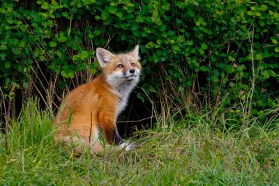 FoxKits051722_12.jpg