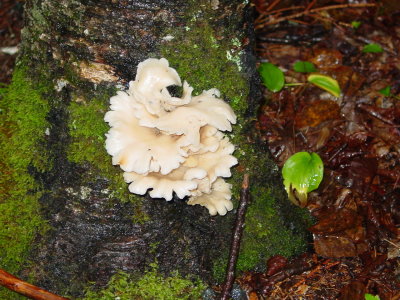 DSC01250.JPG