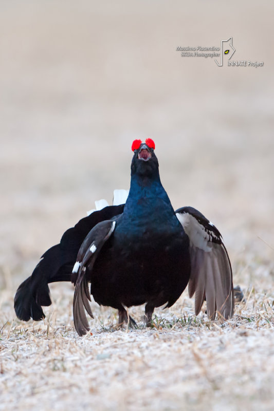 Black Grouse