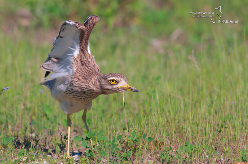 Stone-curlew